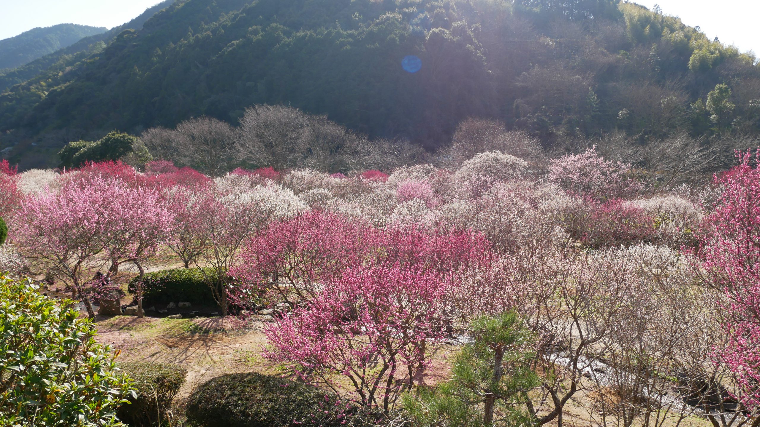 萩の花めぐりスポット 萩市観光協会公式サイト 山口県萩市