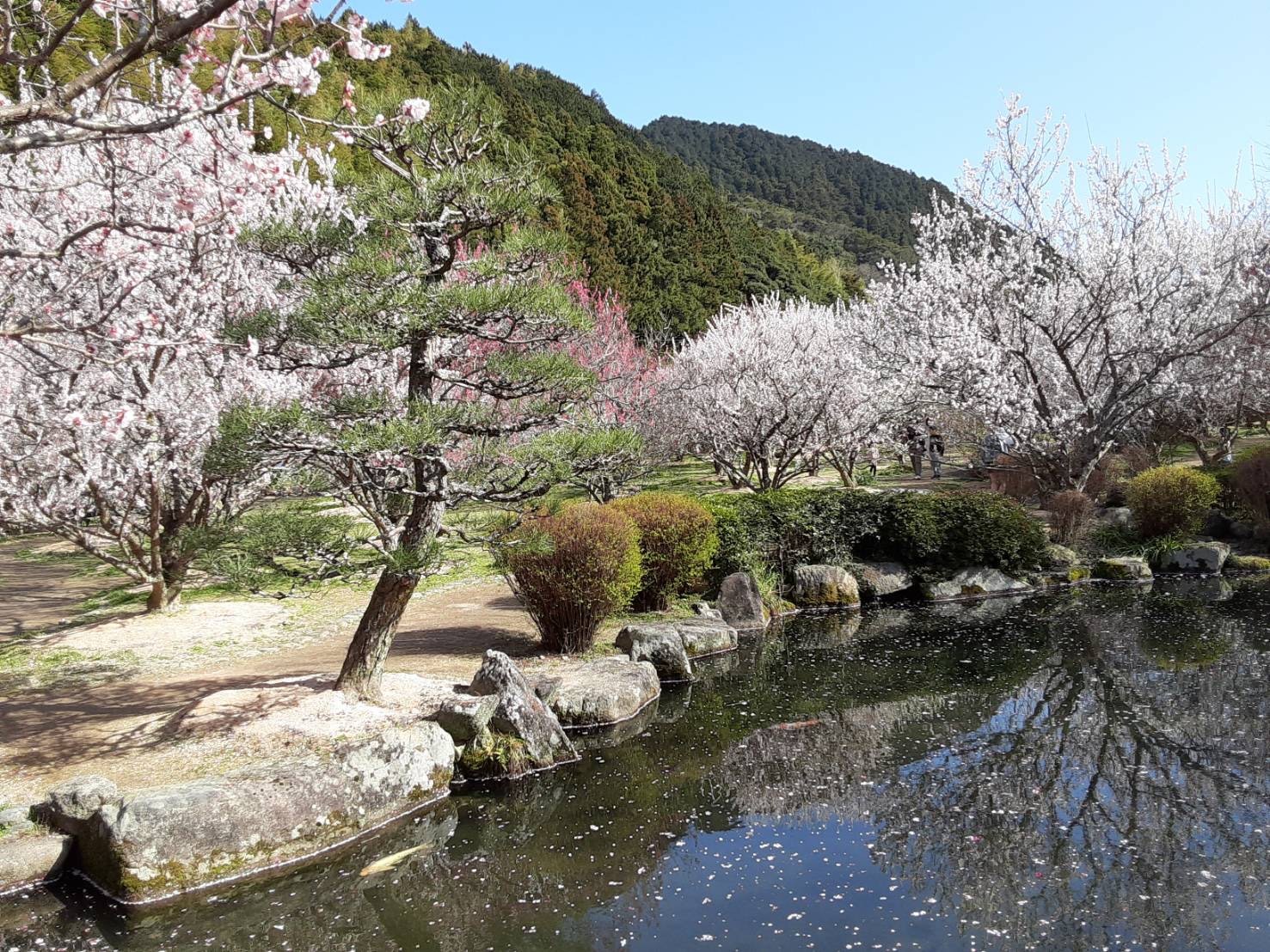 萩往還梅林園 梅の開花状況 21 萩市観光協会公式サイト 山口県萩市