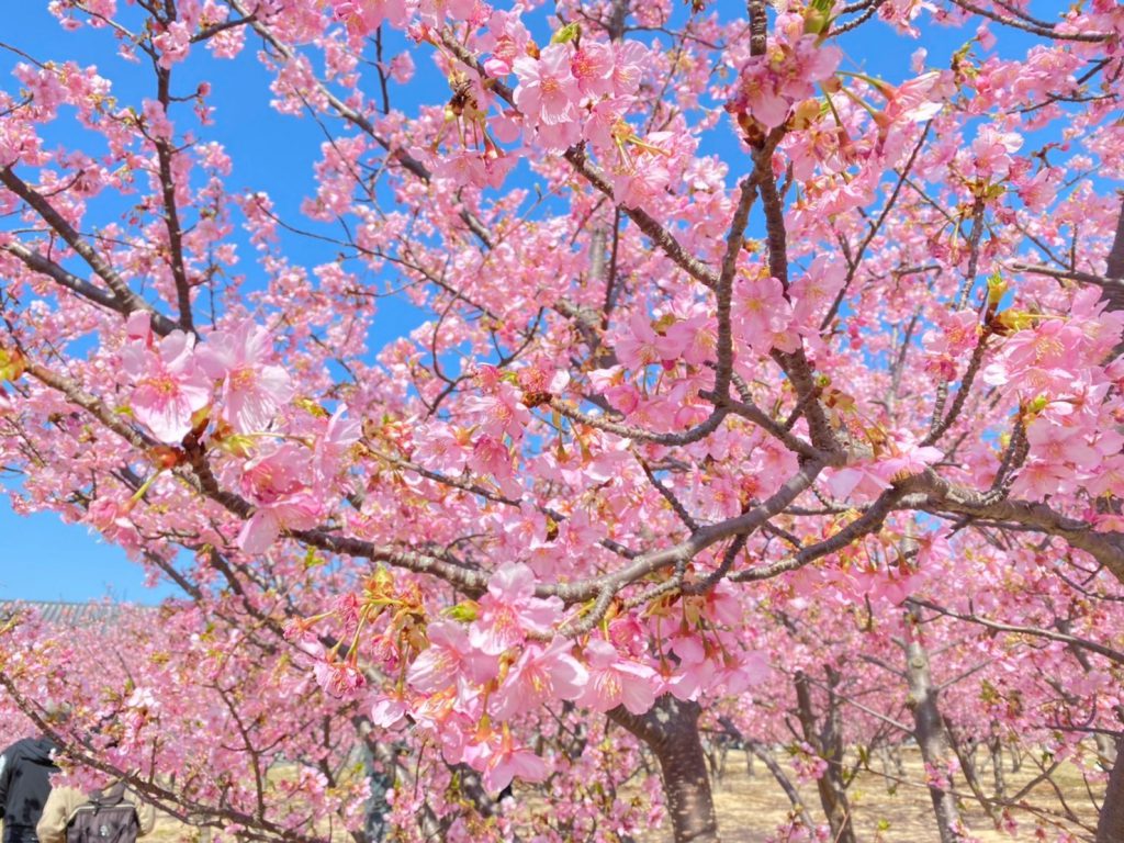 親水公園 河津桜の開花状況 2021｜萩市観光協会公式サイト｜山口県萩市