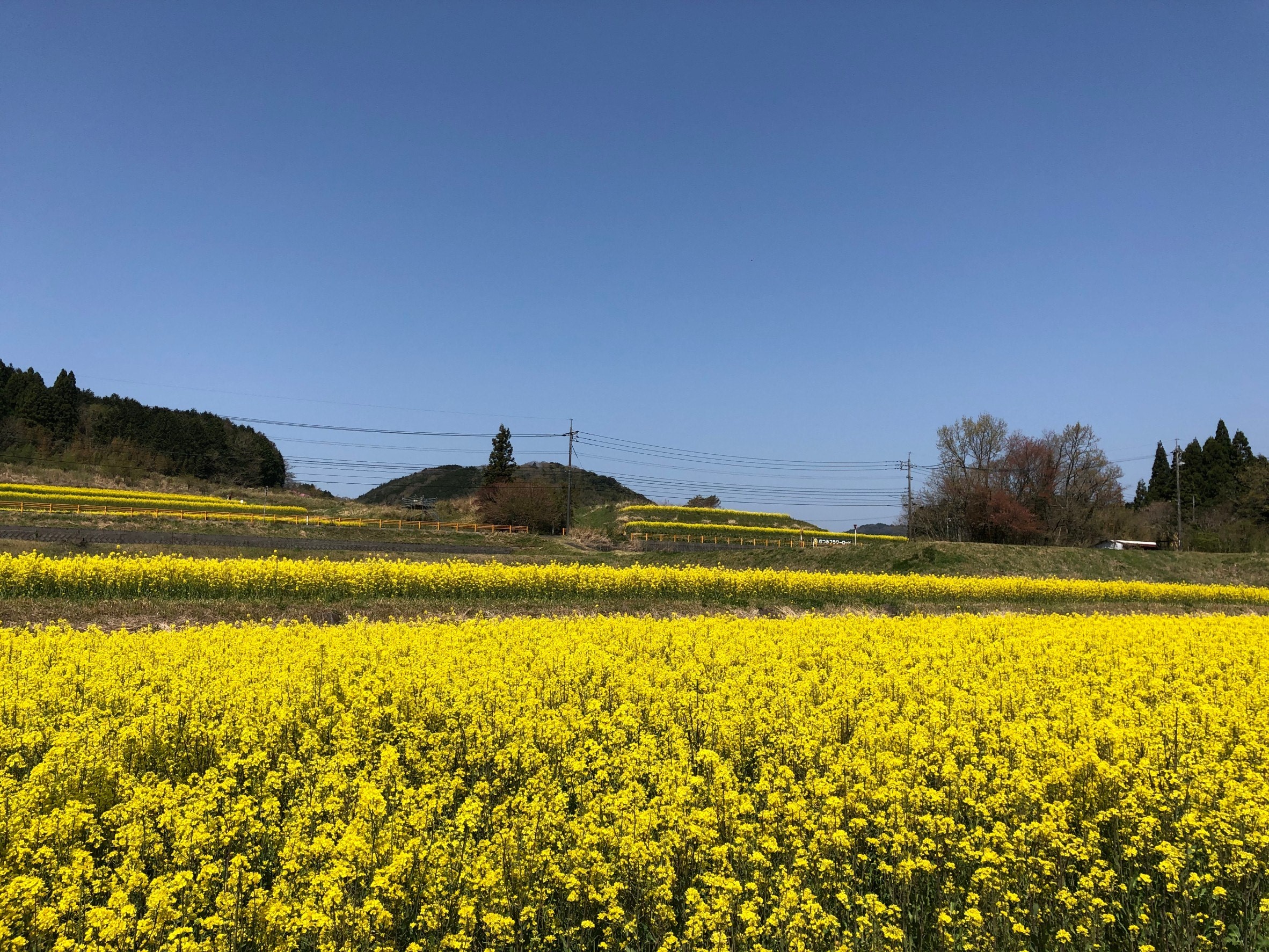 むつみ地域 菜の花の開花状況 21 萩市観光協会公式サイト 山口県萩市