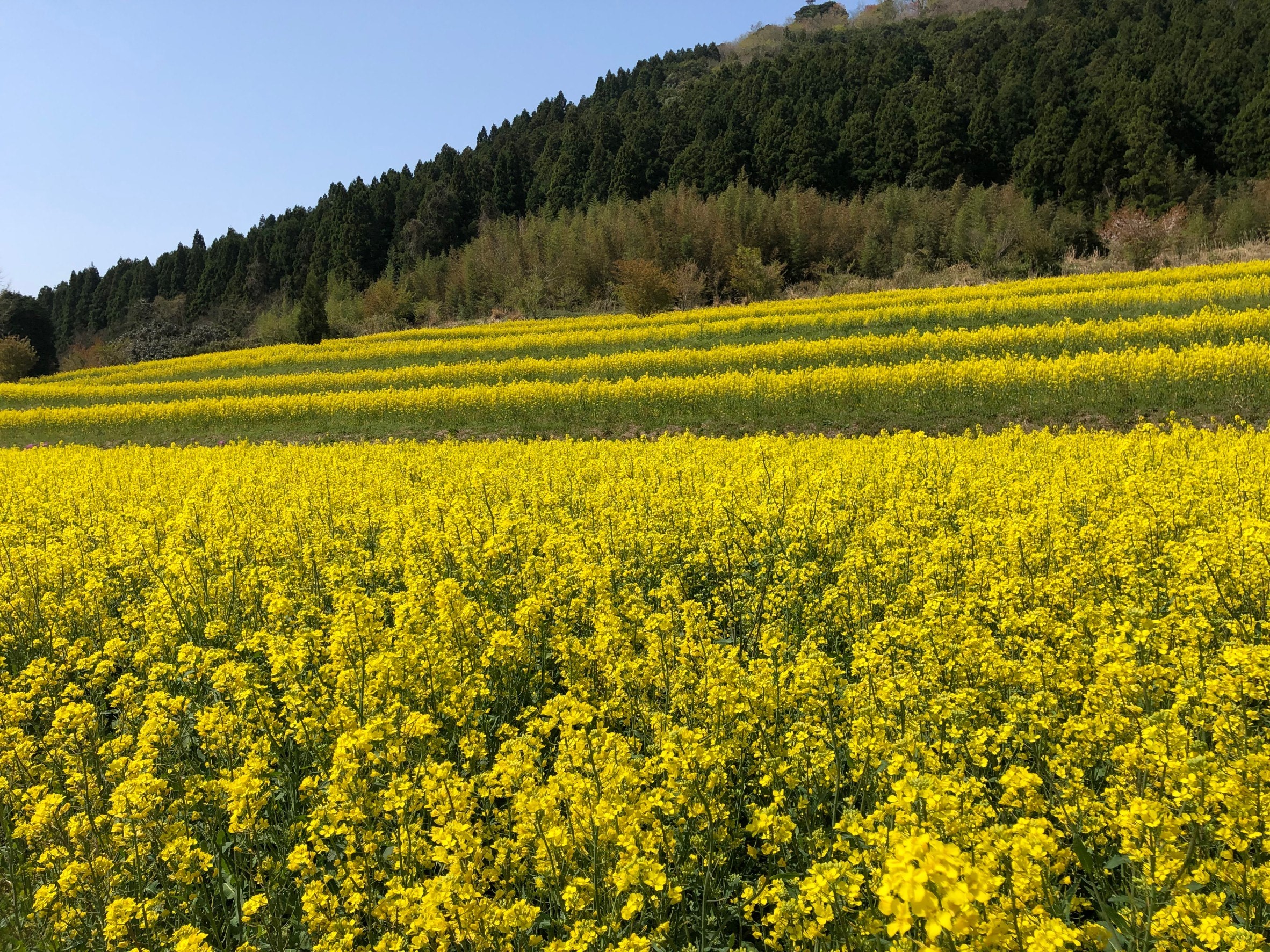 むつみ地域 菜の花の開花状況 21 萩市観光協会公式サイト 山口県萩市