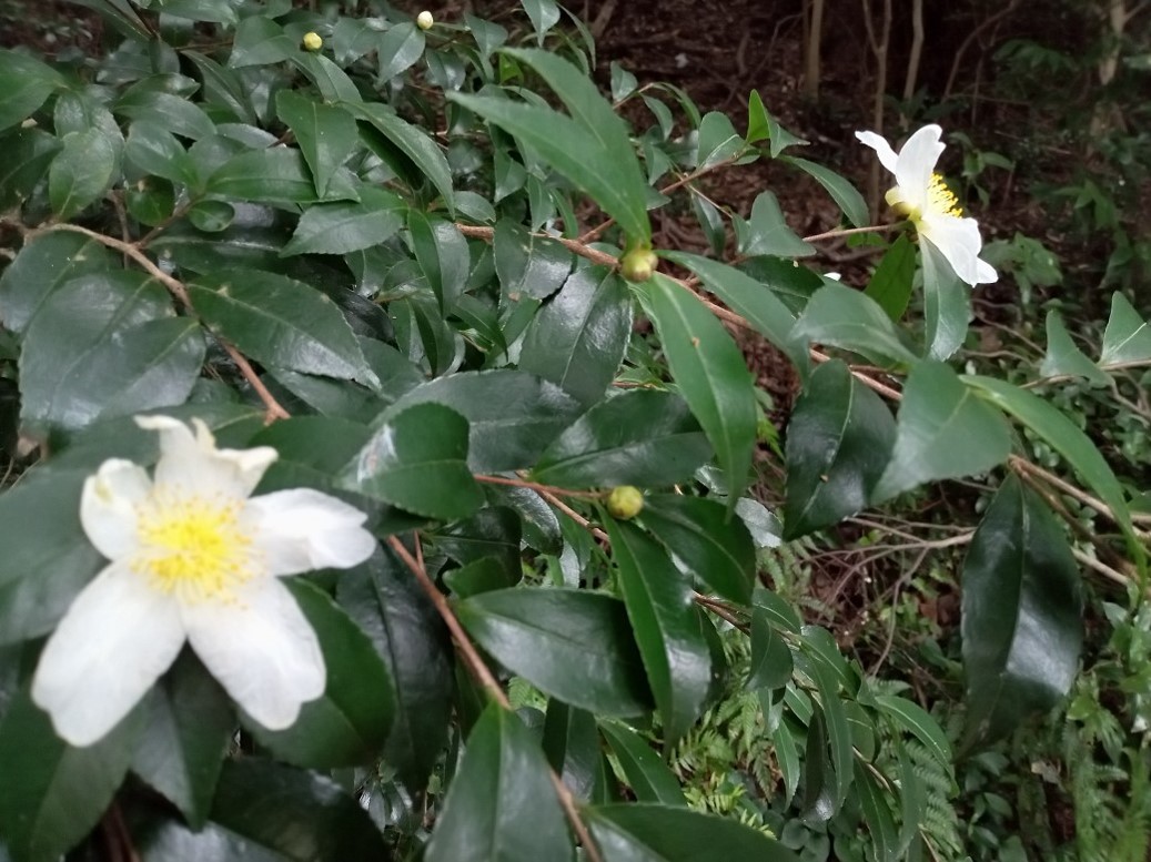 日本の自生北限地のサザンカ が開花しています 萩市観光協会公式サイト 山口県萩市